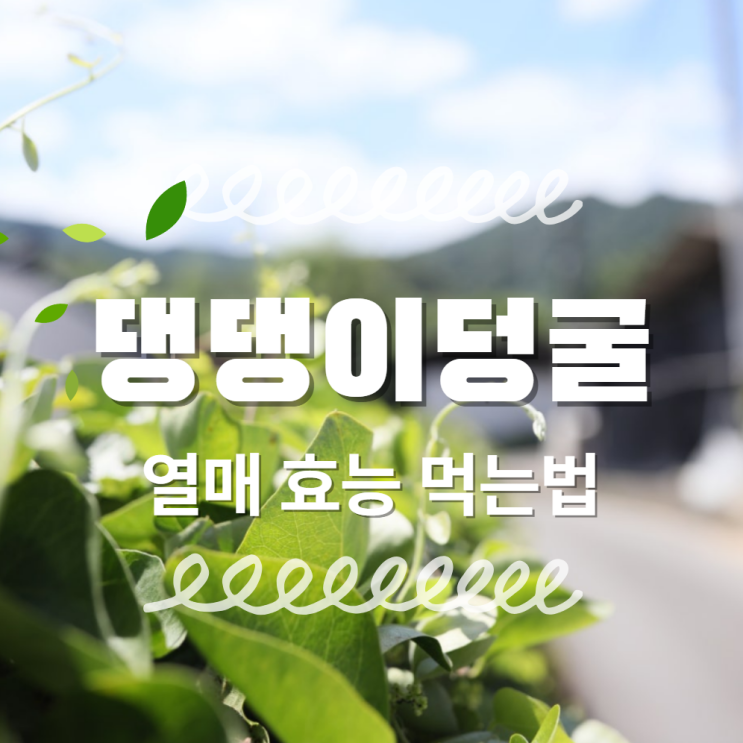  댕댕이덩굴 효능 열매 먹는법 주의사항