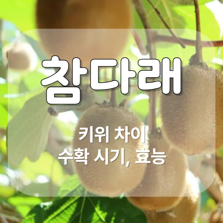  참다래 키위차이 수확시기 효능 토종다래