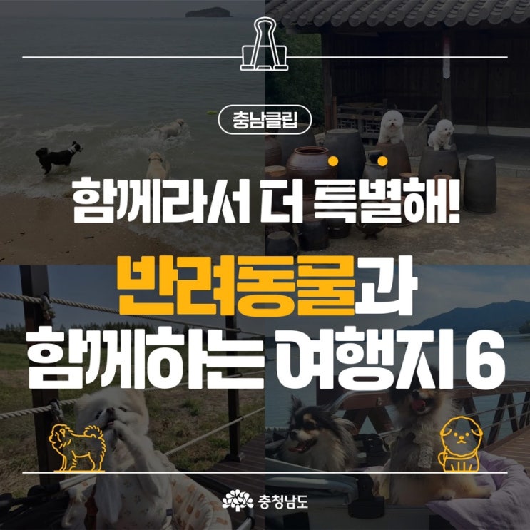 충남 가볼만한곳 반려동물과 함께하는 여행지6 | 충남도청페이스북