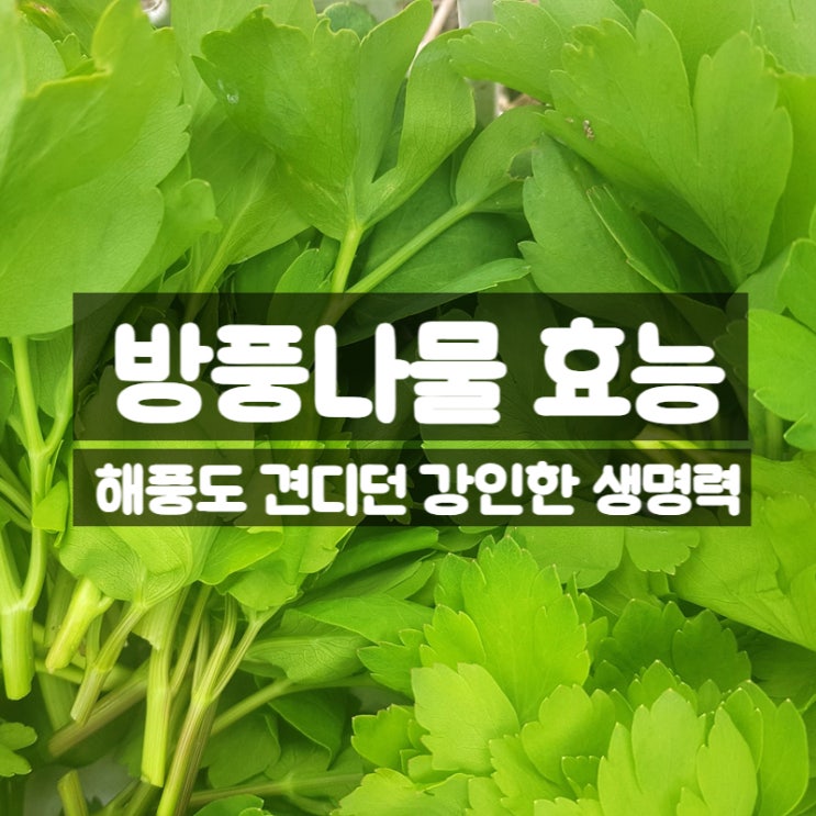  방풍나물 효능 먹는법 부작용 – 해풍을 견디는 생명력