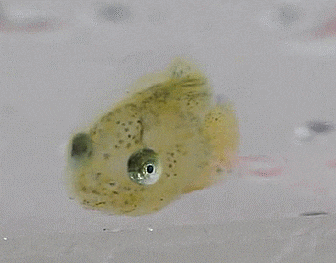  Liparis tanakae  (late larval - early juveniles )クサウオ 꼼치
