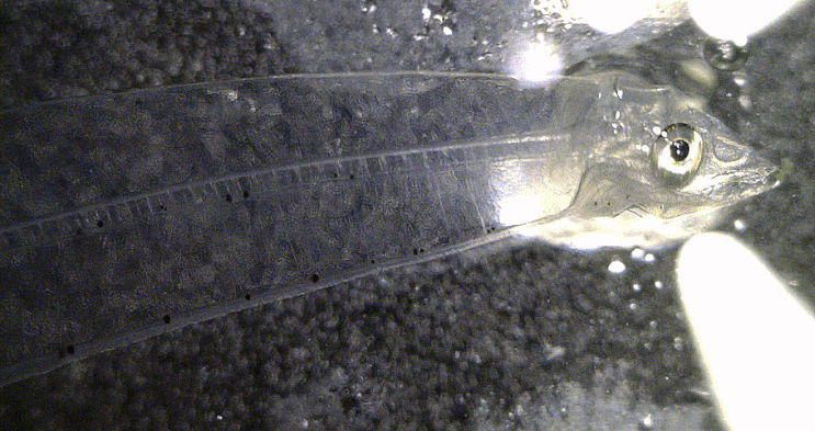  3-1. Muraenesox sp. ハモ-類 (Pike conger eel; 2023-4  ) alive Leptocephalus collection 갯장어-류 렙토세팔루스 모음