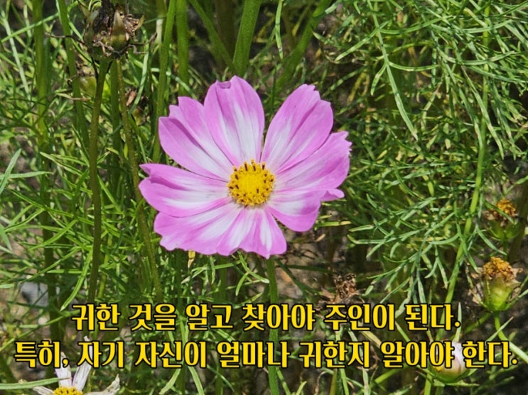  jms 정명석목사 잠언 ㅡ 귀한 것을 알고 찾아야