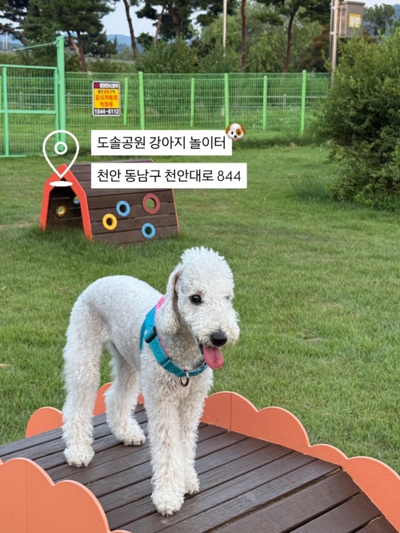 도솔공원반려견놀이터