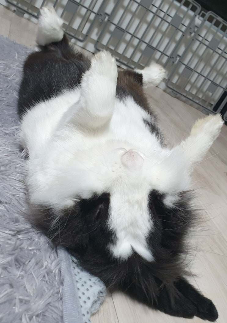  널부렁