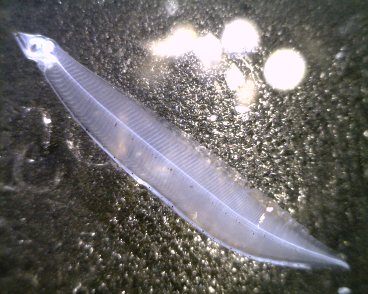  3-2. Muraenesox sp. (Pike conger eel) ;  Dead Leptocephalus collection ;   (2023 )