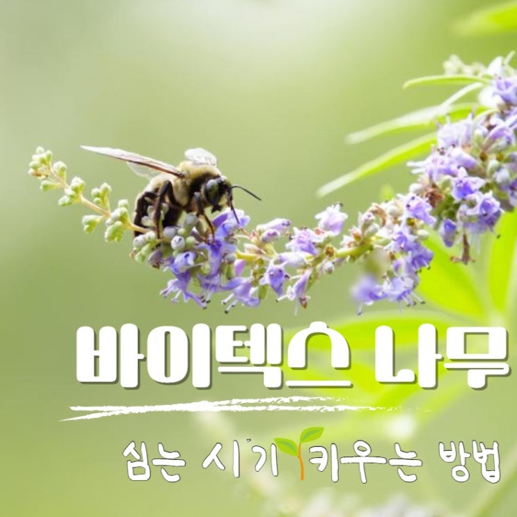  바이텍스나무 키우기 월동 묘목 심는시기
