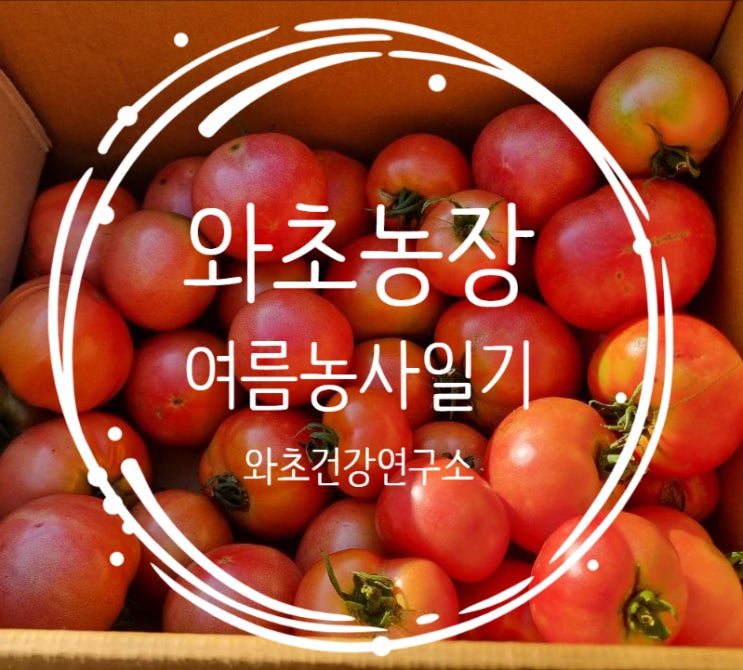  참, 자연이 이토록 아름답다 – 와초농장 토마토 수확 이야기