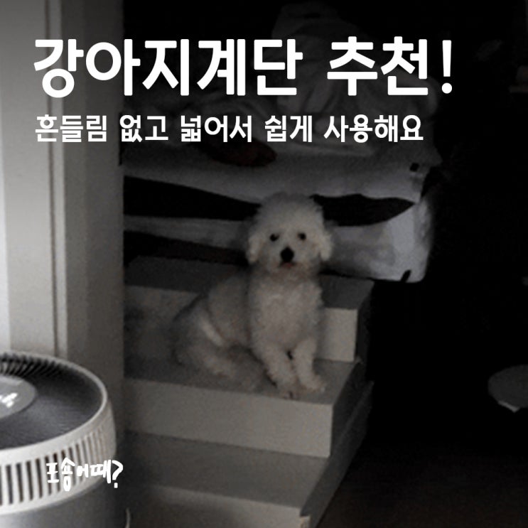  강아지계단 훈련방법! 슬개골탈구 예방 + 점프방지 완벽후기