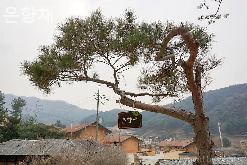 은향채 사진 2