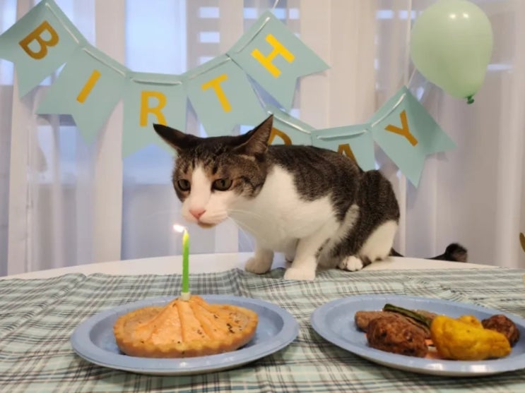  우리 냥이 행복한 생일파티 성공적! 멍냥이수라간 고양이생일파티세트