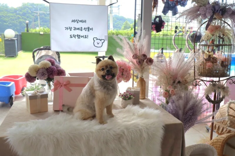 몽이네펜션