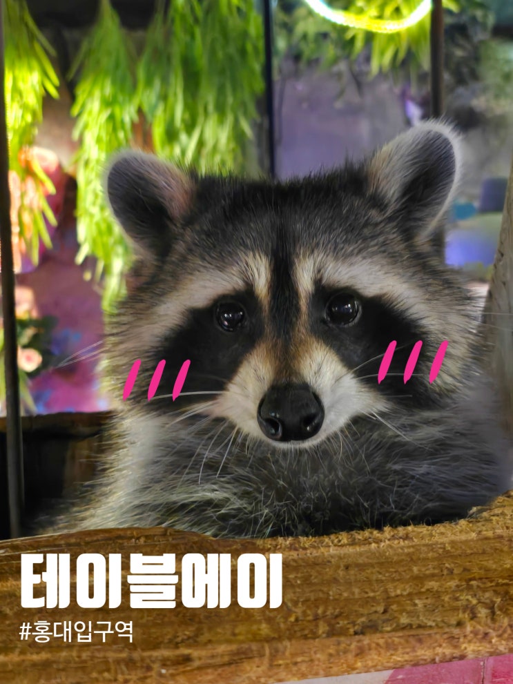  홍대 데이트 가족 체험 테이블에이 방문 후기_층변 이벤트 안내_실내 동물원