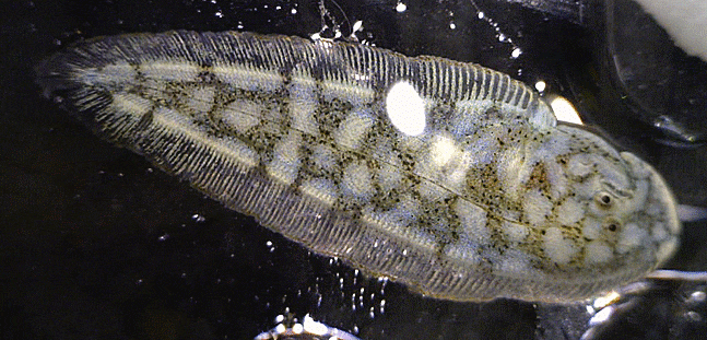  Paraplagusia japonica (early juveniles ) クロウシノシタ 흑대기