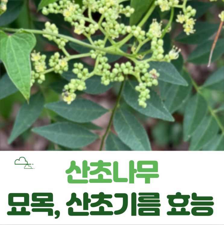  산초나무 키우기 산초기름 효능 위염