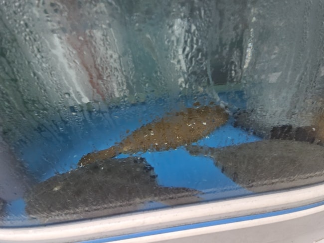 청정횟집 사진 5