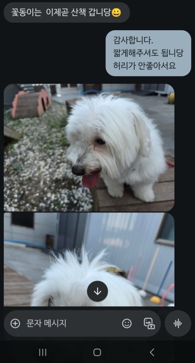 반려견호텔 로젯펫살롱 세인트존스호텔점