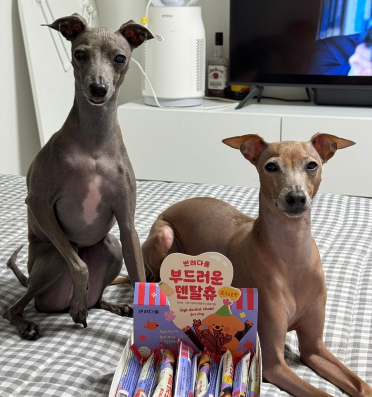  양치 싫어하는 댕댕이도 OK! [농심 반려다움 덴탈츄]로 간편한 강아지 양치