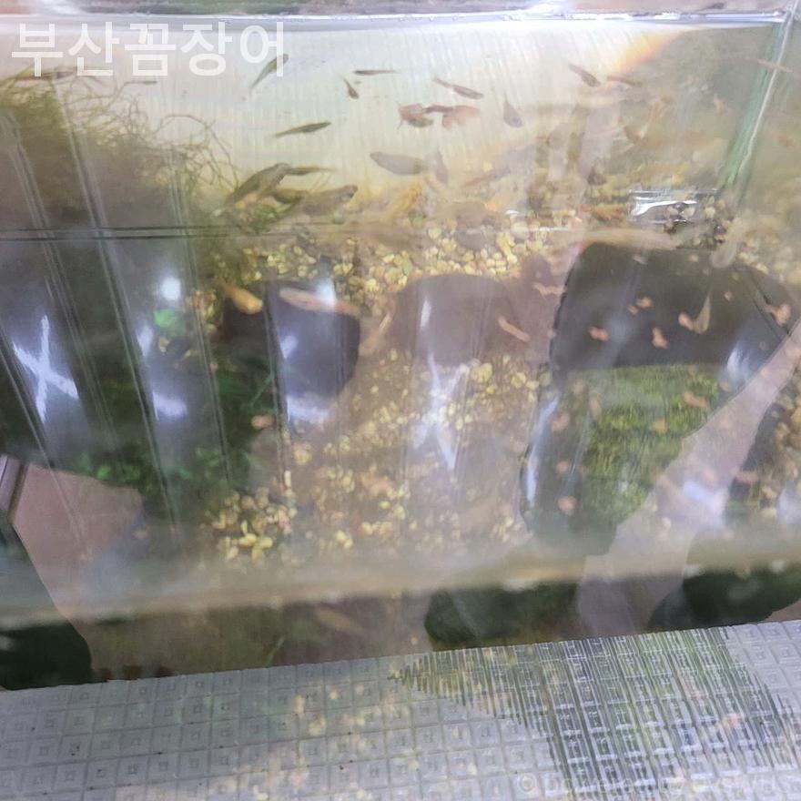 부산꼼장어 사진 6