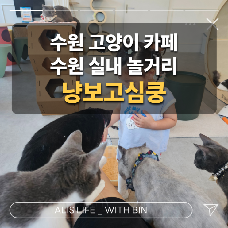  수원 고양이 카페 : 33개월 아이랑 냥보고심쿵 다녀온 후기 (주차정보)