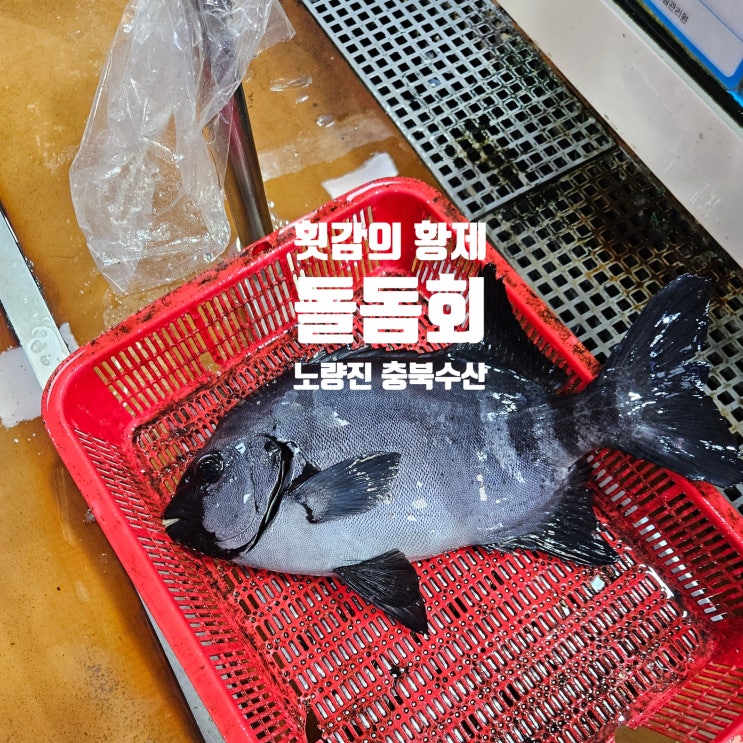  노량진수산시장 | 노량진 횟집 돌돔 가격 시세 돌돔회 고급어종 충북수산 후기 추천 돌돔내장 손질 까지!