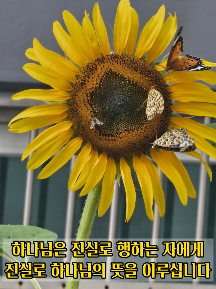  jms 정명석목사 잠언 ㅡ 진실로 행하는 자에게