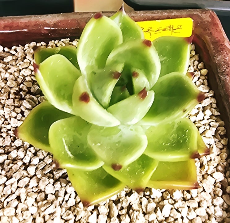  20250803 블루드레곤, 로라, 꽃기린