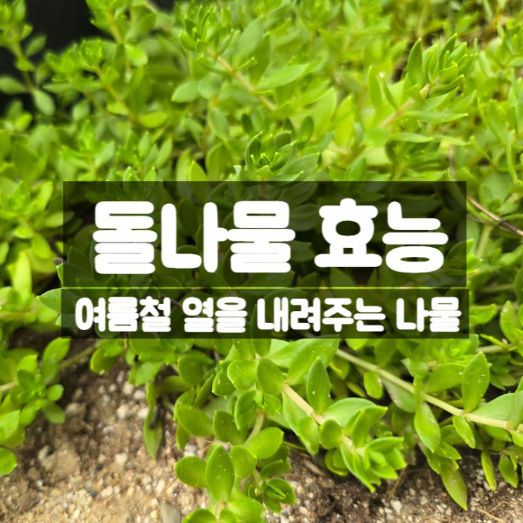  돌나물 효능 부작용 먹는법 – 여름철 열을 내려주는 풀