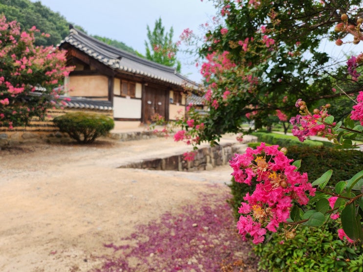  영천여행지 배롱나무 만개한 영천 임고서원, 포은 정몽주