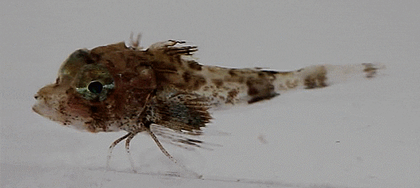  2-1. (possibly) Lepidotrigla kishinouyi  オニカナガシラ 뿔성대 (2023: early juveniles)