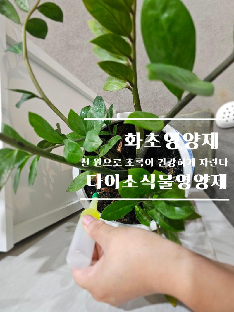 화초영양제 전직농사꾼이 들고 온 다이소 식물영양제 추천
