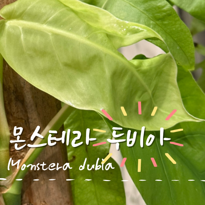  몬스테라 두비아 찢잎 키우기