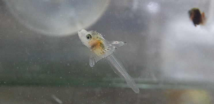  2-2. Lepidotrigla kishinouyi  オニカナガシラ 뿔성대 (2018: Larval-early juveniles )