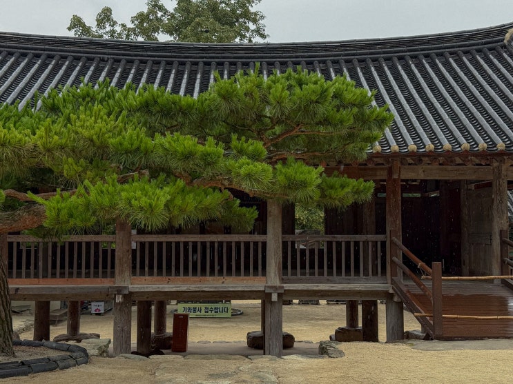  전북 부안 여행 가볼만한곳 변산반도 내소사 전나무숲길 산책
