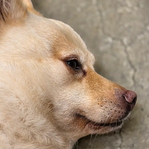 [천안] 잇츠독정원