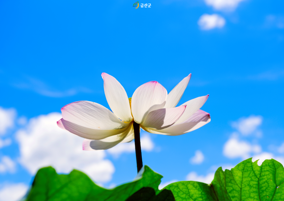 상탄소류지 사진 5