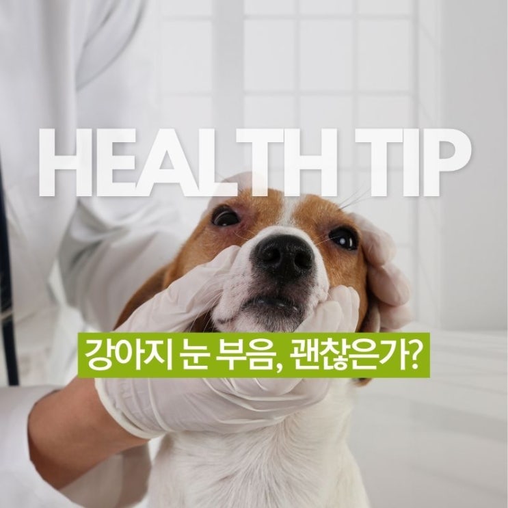  강아지 한쪽 눈 주위 부음, 그냥 지나치면 안 되는 이유