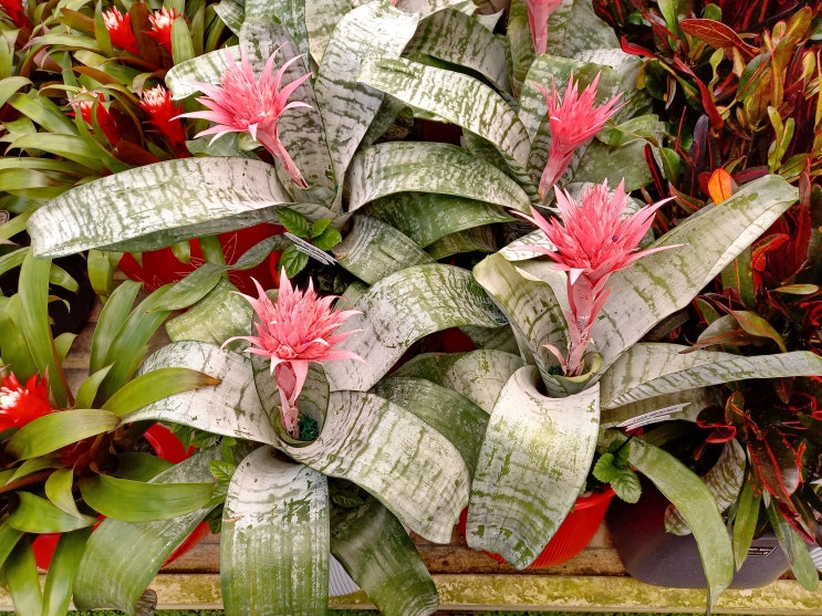  에크메아 파시아타(Aechmea fasciata) 물주는 방법부터 번식까지 완벽 가이드