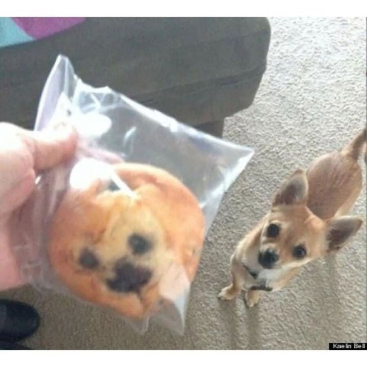  주인님~ 그녀석은 가짜예요!!
