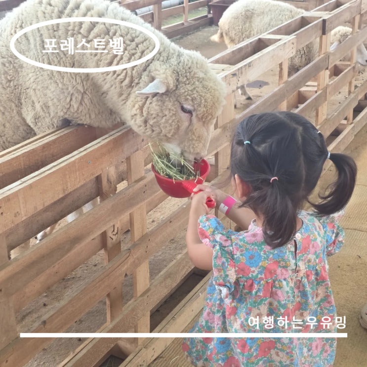  용인 포레스트 벨, 여름 체험 놀거리가 가득한 가족 나들이 코스