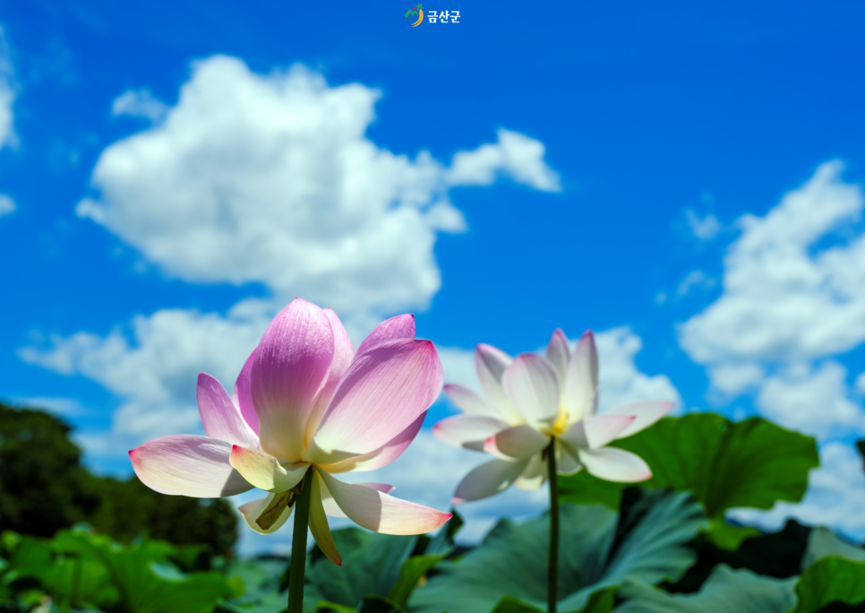상탄소류지 사진 3
