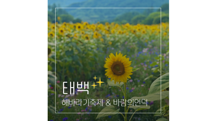  태백 해바라기축제부터 바람의언덕까지 여름 강원도 여행 가볼만한곳