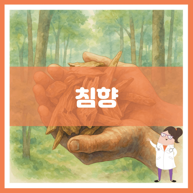 침향 효능 섭취방법 부작용