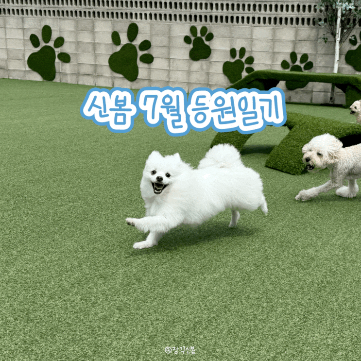  동탄 강아지 유치원 원더독 신봄 7월 등원 일기 여름맞이 둔감화 훈련