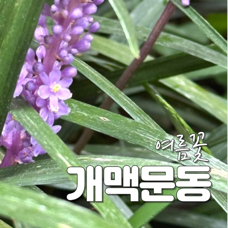  개맥문동 포토 꽃 키우기 차 효능 꽃말