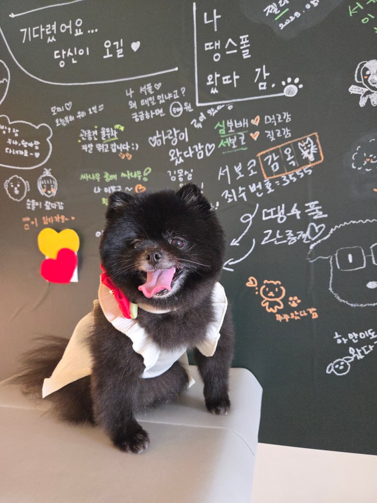  경기도 광주 애견카페 '땡스폴(Thanks, Paul) 내손내산