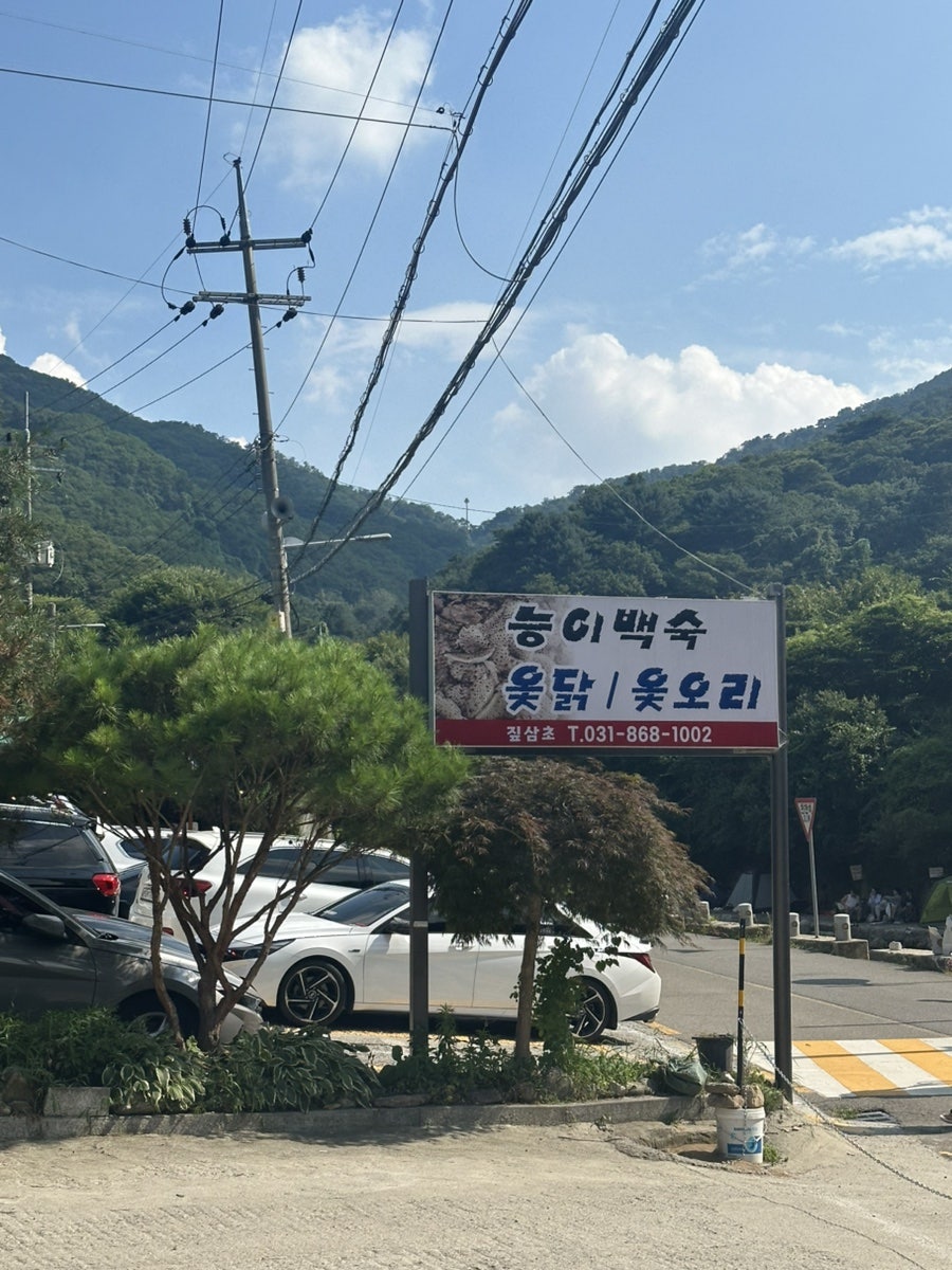 짚삼초 사진 3