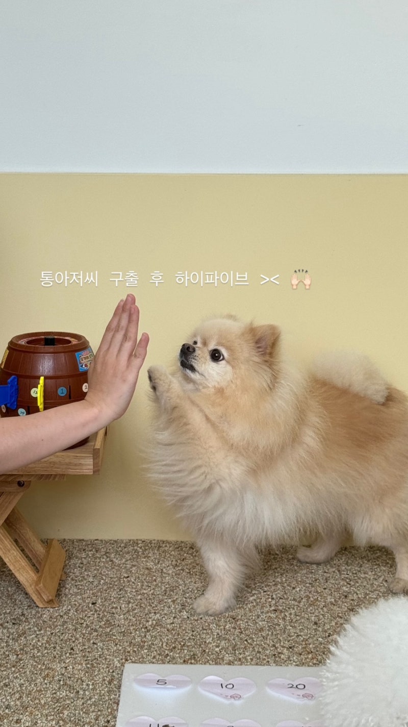 커들리퍼피