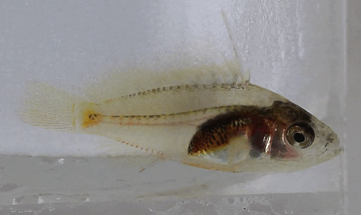  Epinephelus cf. areolatus (early juvenile ) オオモンハタ 類似 대문바리 유사