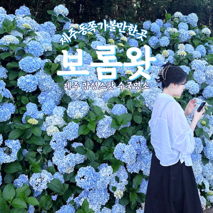  제주 수국명소 ‘보롬왓’｜수국·메밀꽃 만개한 감성 여행지 후기